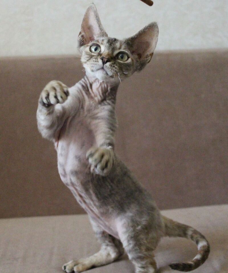 Sheril Devon Rex female, blue tortie tabby