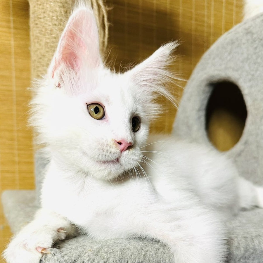 Kozak Maine Coon male, white