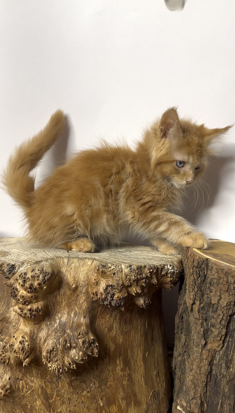Krash Maine Coon polydactyl male red tabby with white - live animals