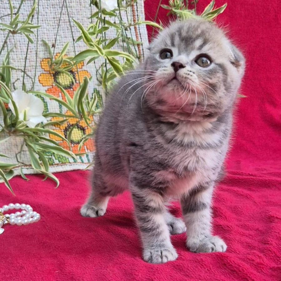 Molly Scottish Fold female, blue tabby