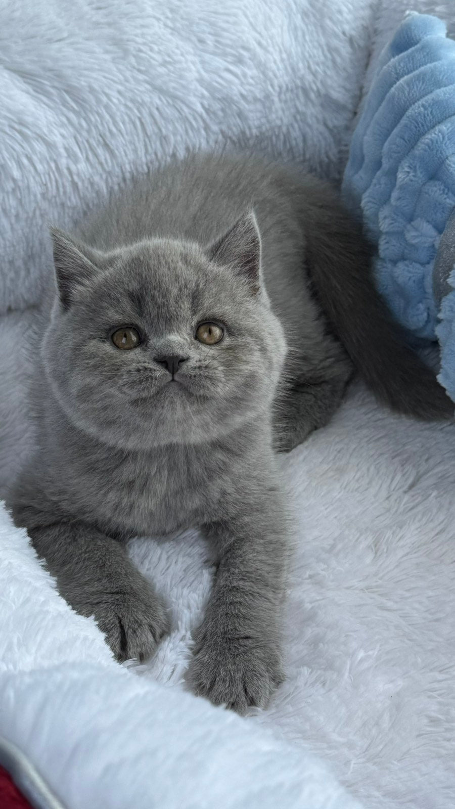Yuri Scottish Straight male, blue