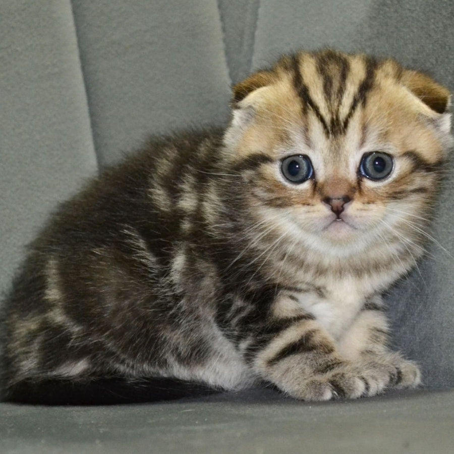 Anabel Scottish Fold male, black tabby