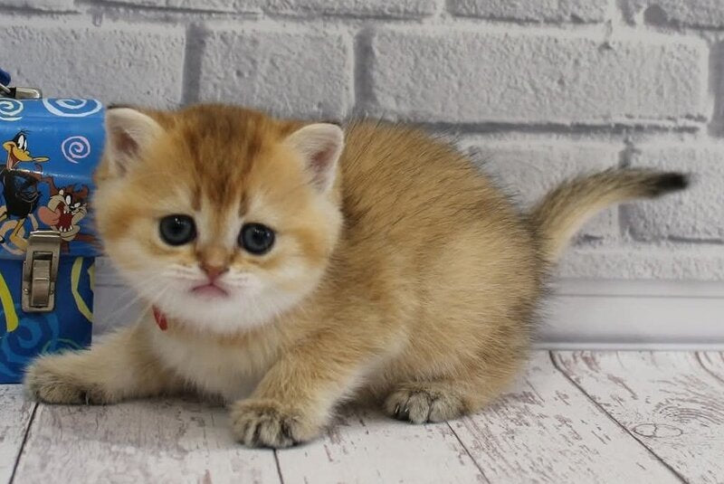 Grey's Scottish Straight female, black golden ticked tabby