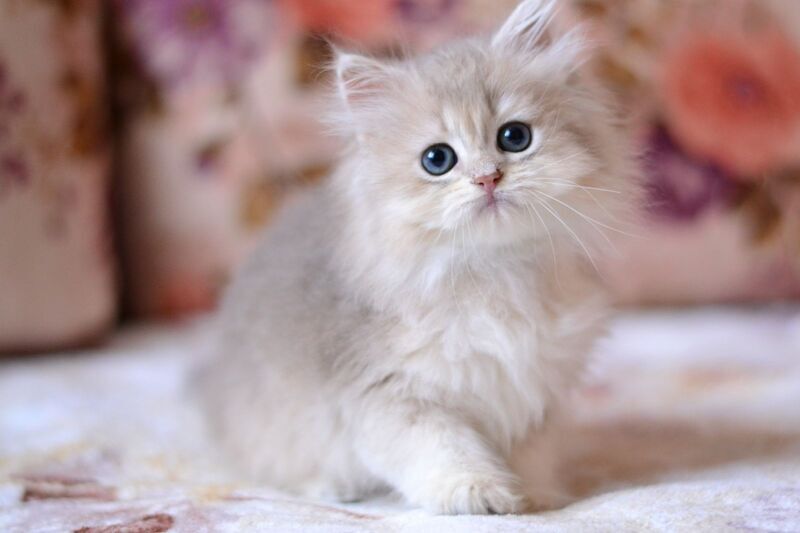 Gigi British Longhair female, blue golden shaded