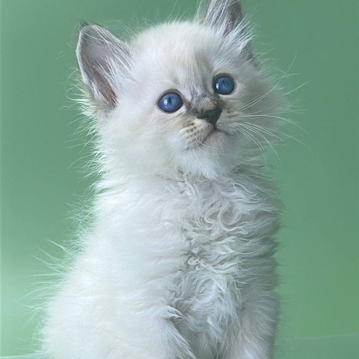 Archer Siberian male, seal tabby pointed