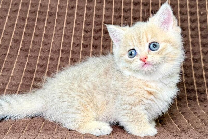 Marley Munchkin male, blue golden spotted tabby
