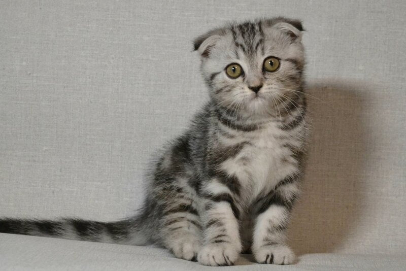 Sonya Scottish Fold female black silver tabby - live animals