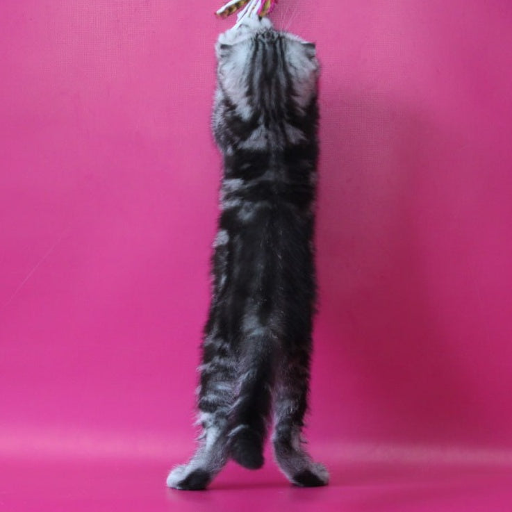 Sienna Scottish Fold female, black silver tabby