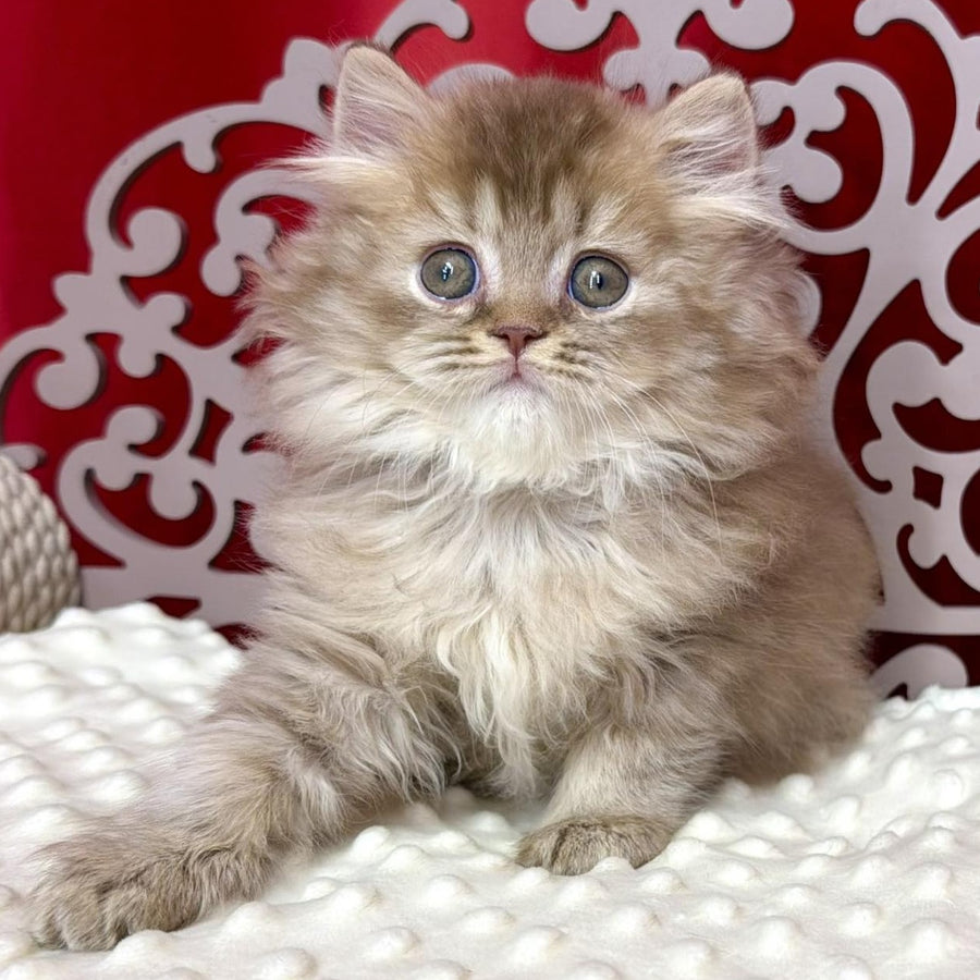Ervin British Longhair male, cinnamon ticked tabby