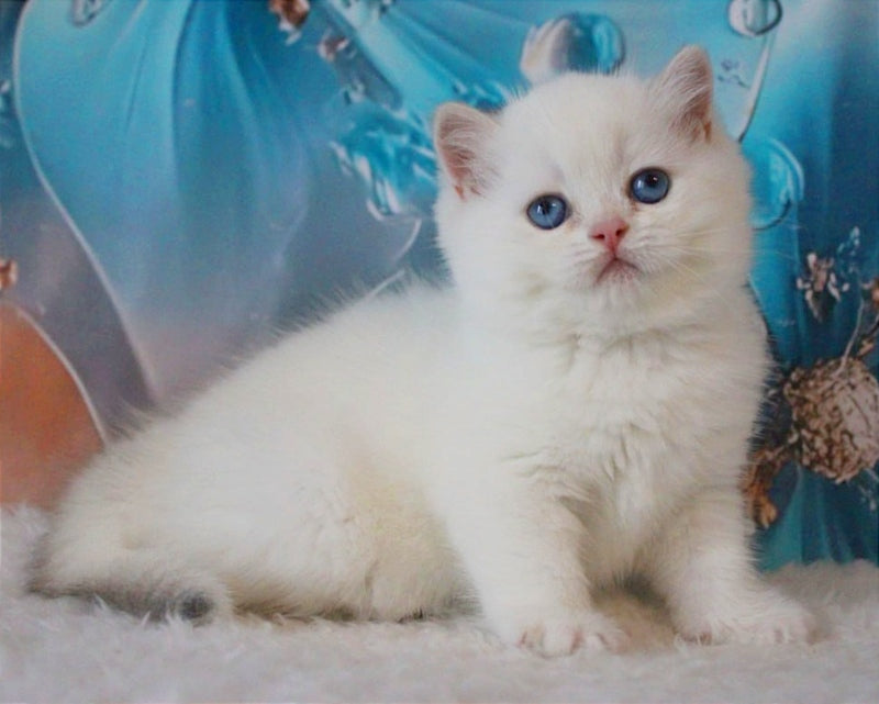 Grey British Shorthair male, blue golden chinchilla