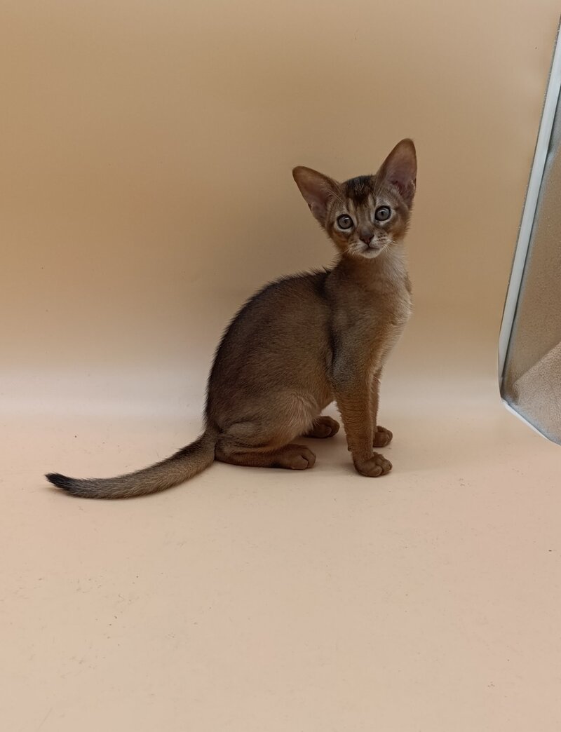 Lucky Abyssinian male ruddy - live animals