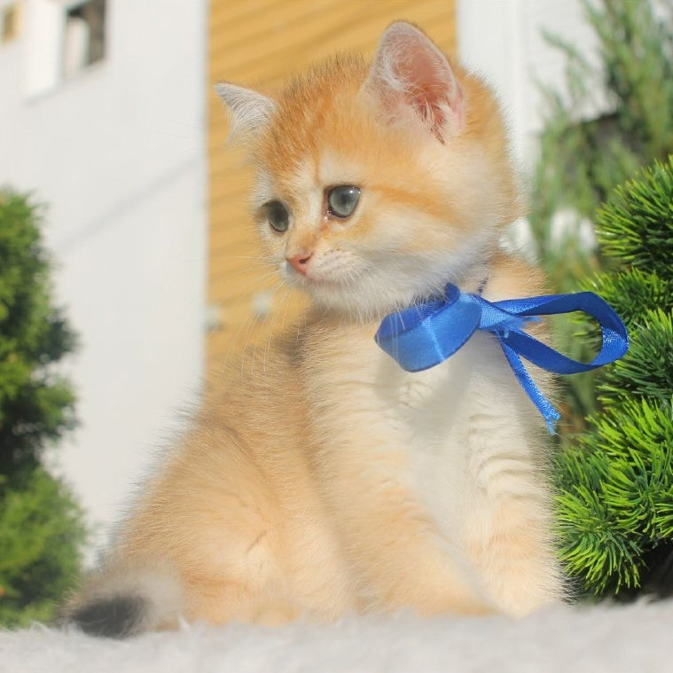 Hasan British Shorthair male, black golden shaded