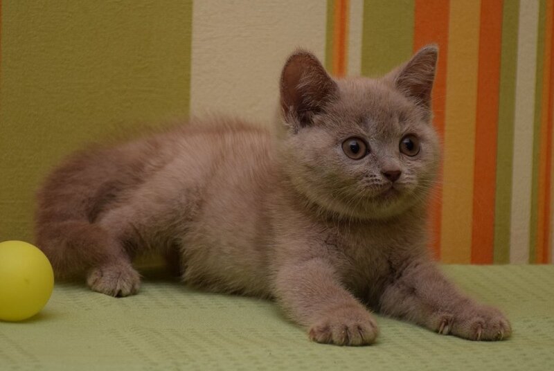 Uylis British Shorthair male, fawn