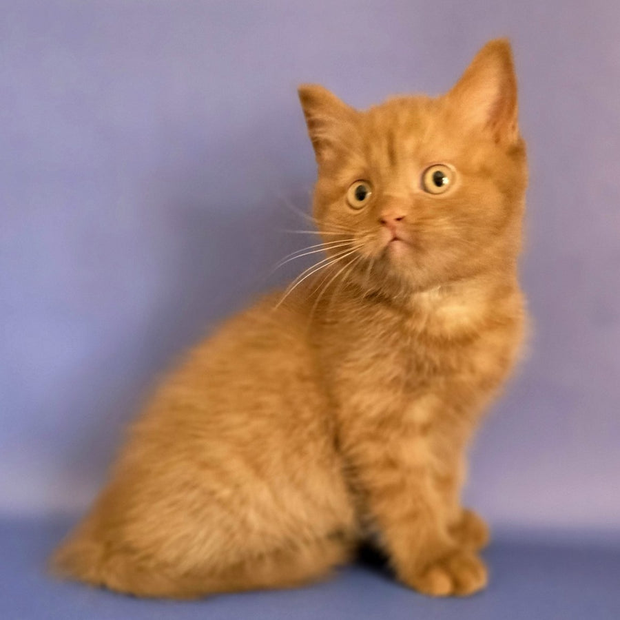 Baton Scottish Fold male, cinnamon