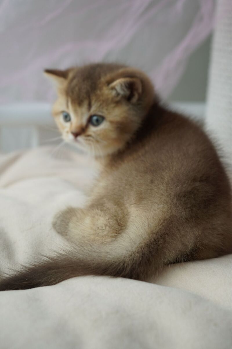 Ruby British Shorthair female, chocolate ticked tabby