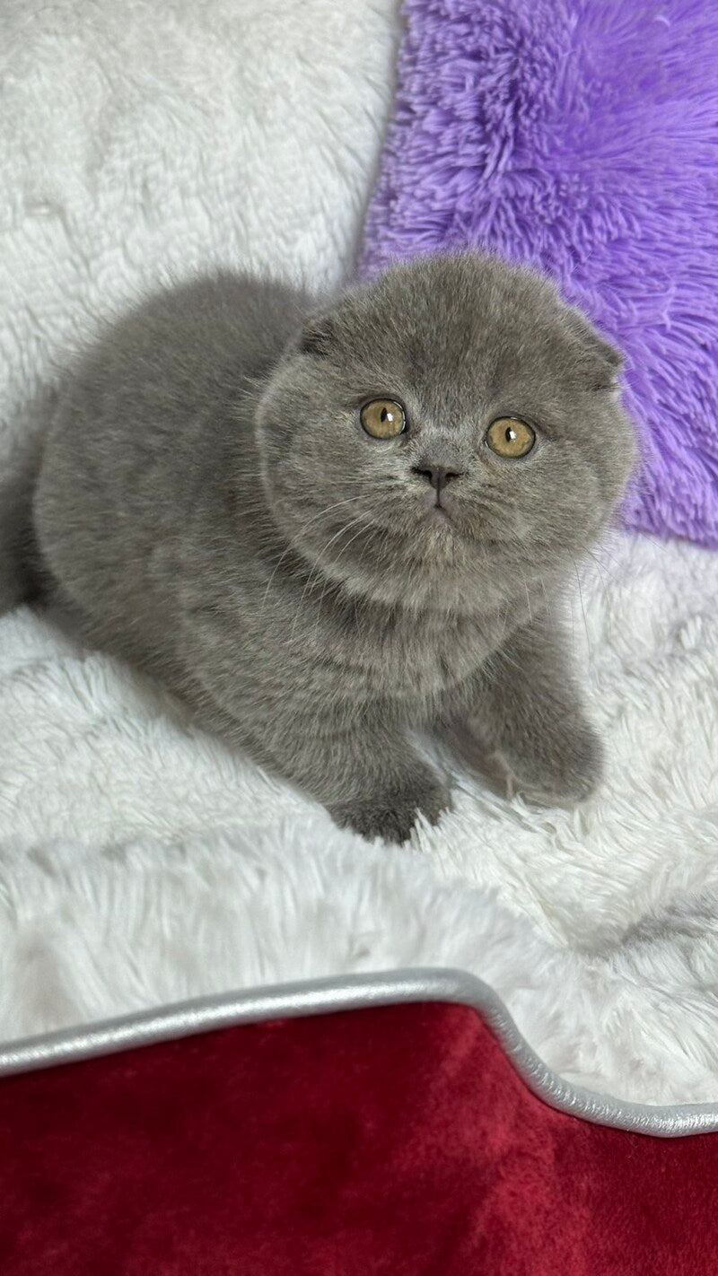 Bonnie Scottish Fold female, blue