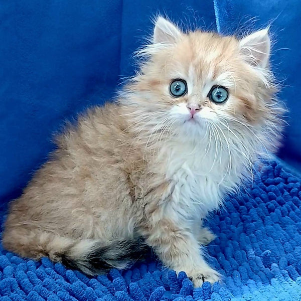 Lexus British Longhair male, black golden shaded