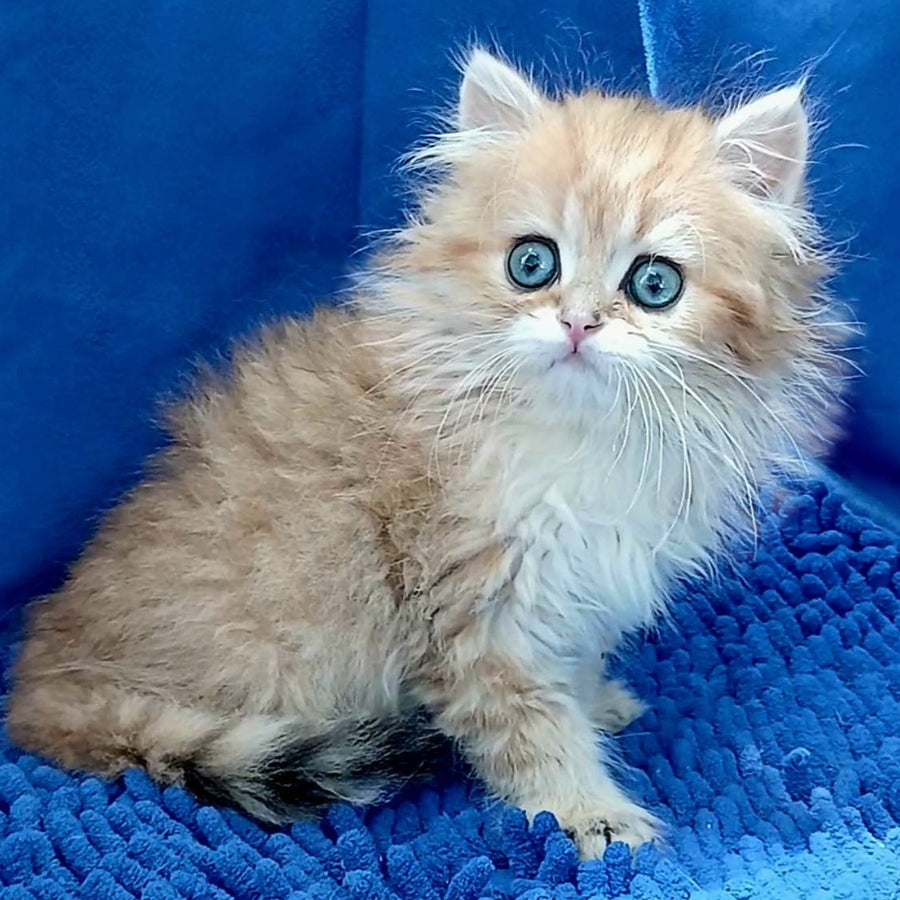 Lexus British Longhair male, black golden shaded
