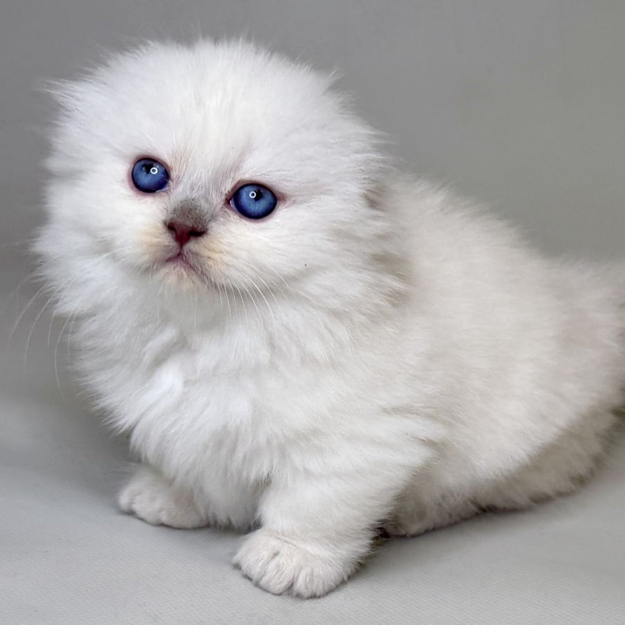 Stormy Munchkin female, blue shaded pointed