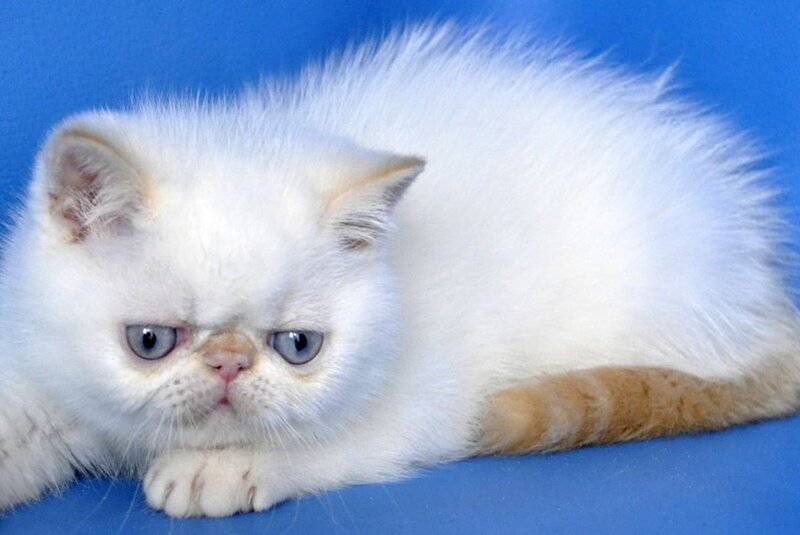 Topaz Exotic male red tabby pointed - live animals