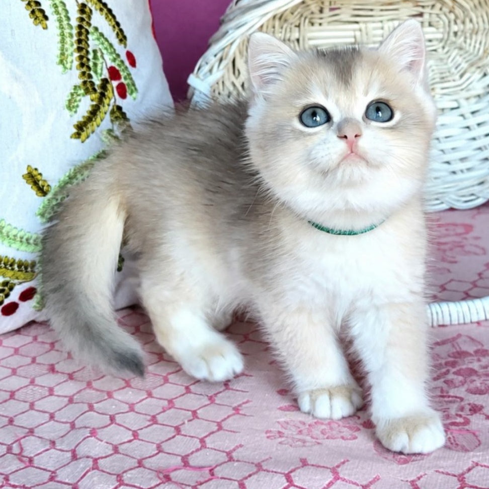Assol British Shorthair female, blue golden chinchilla