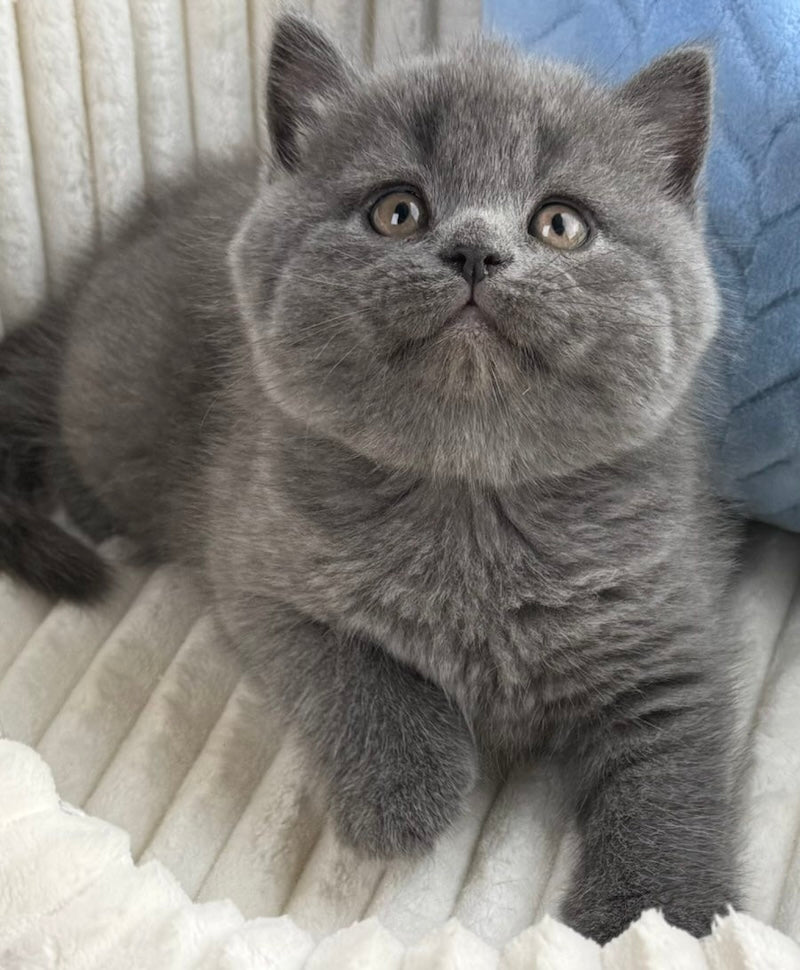 Austin Scottish Straight male, blue