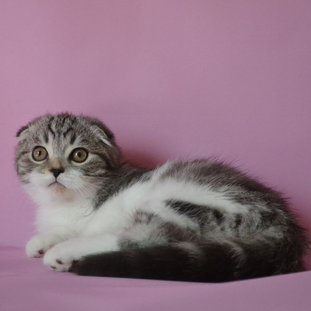 Simon Scottish Fold male, black silver tabby bicolour