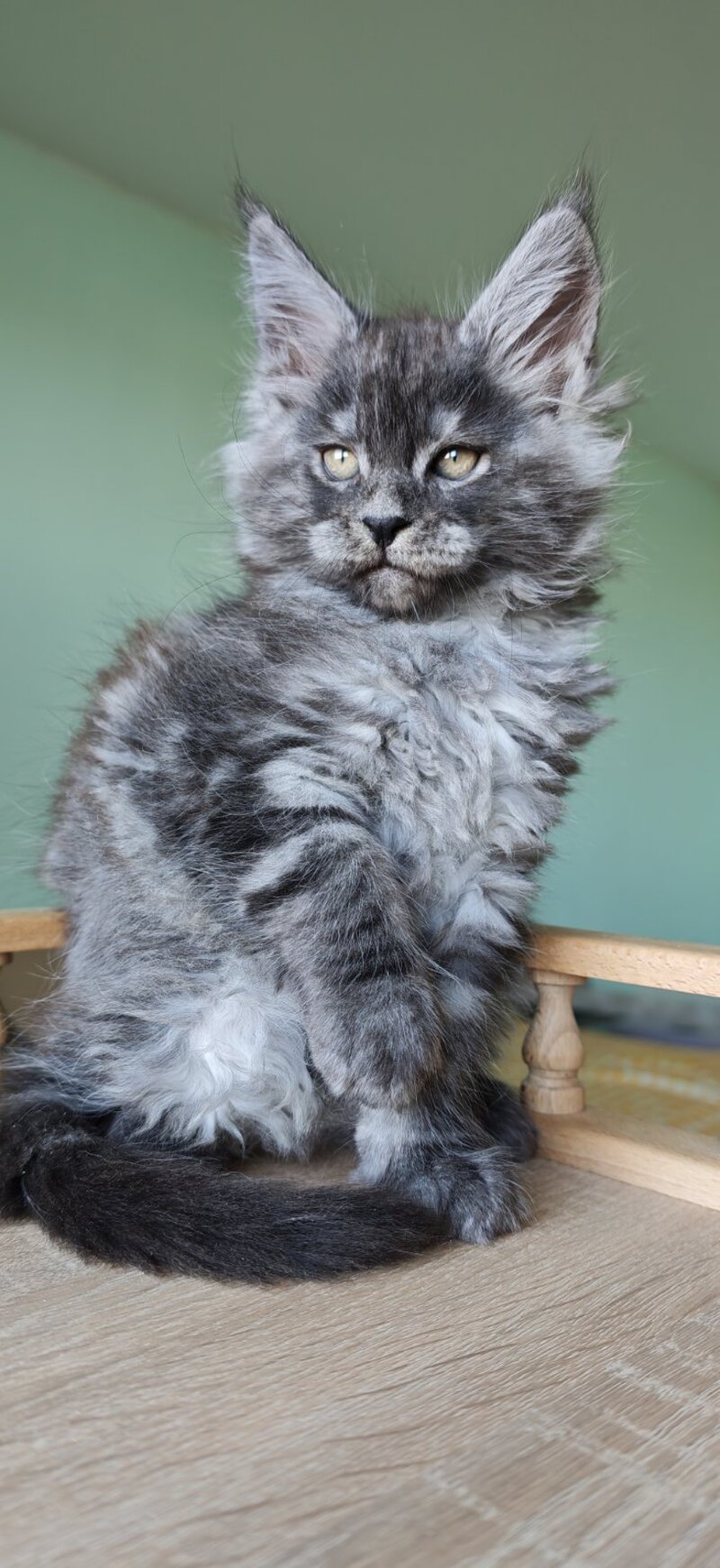 Grey Maine Coon male, black