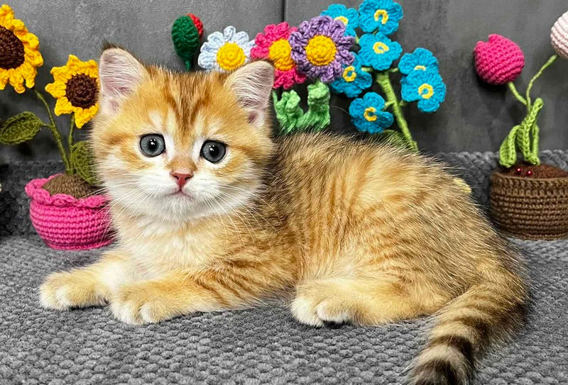 Joker Scottish Straight male black golden spotted tabby live animals