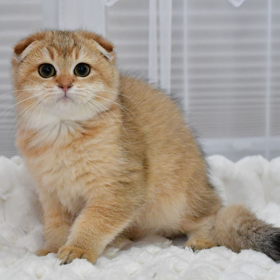 Maya Scottish Fold female, black golden shaded