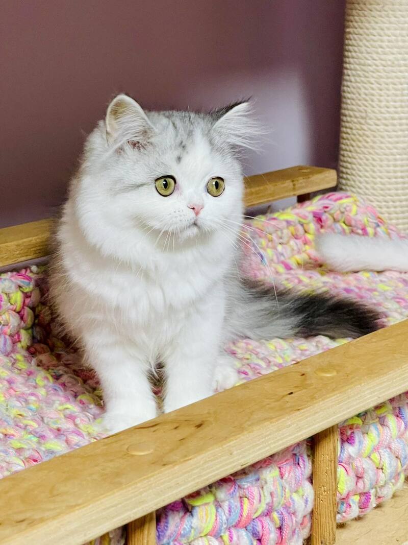 Monica Scottish Straight female, black silver tabby bicolour