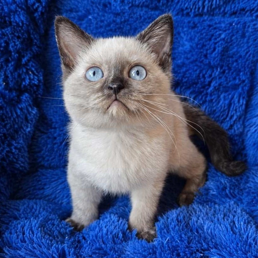 Laura British Shorthair female, black tortie pointed