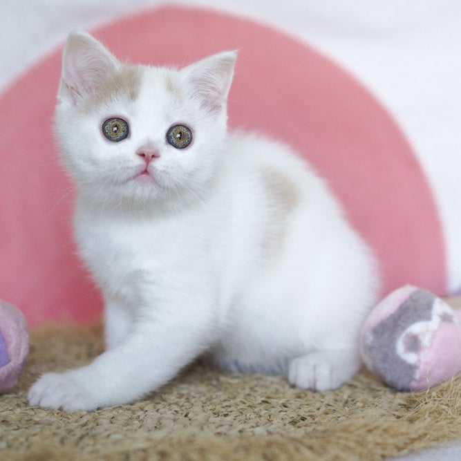 Quill Scottish Straight male, cream tabby harlequin