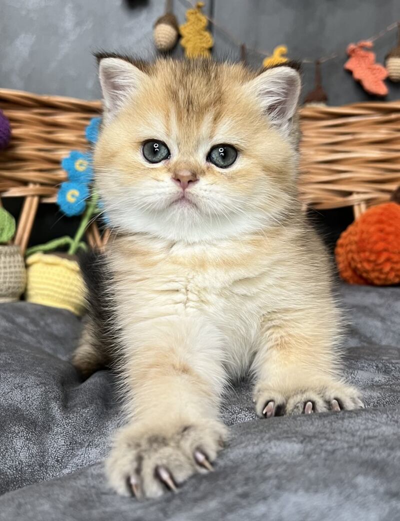 Flora Scottish Straight female, black golden shaded