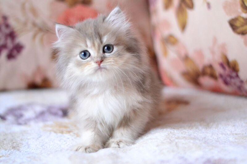 Gray British Longhair male, blue golden shaded