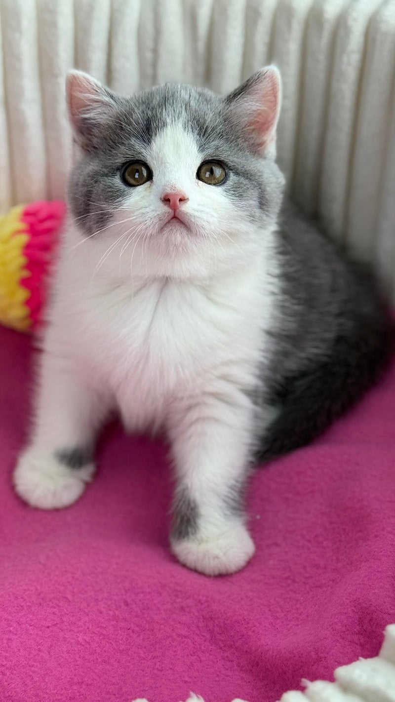 Alice Scottish Straight female, blue bicolour