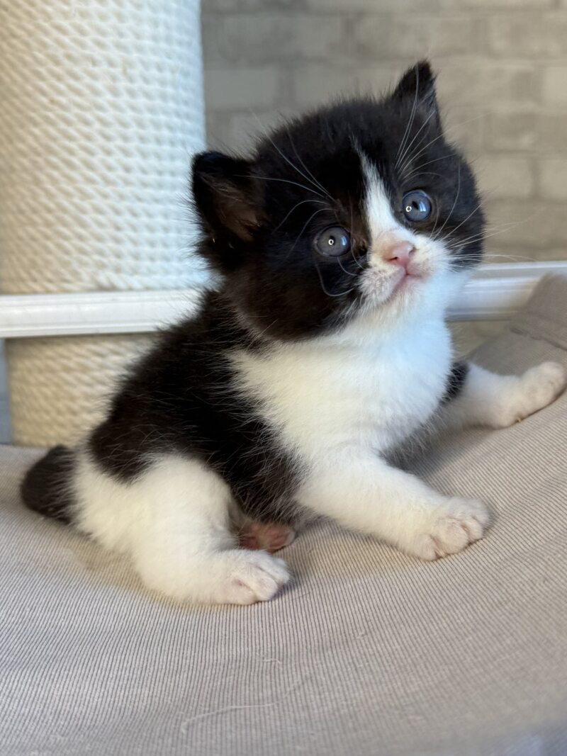 Luntik British Shorthair male, black bicolour