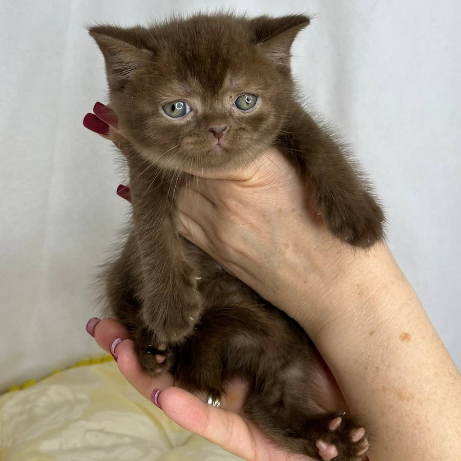 Benny British Shorthair male, chocolate