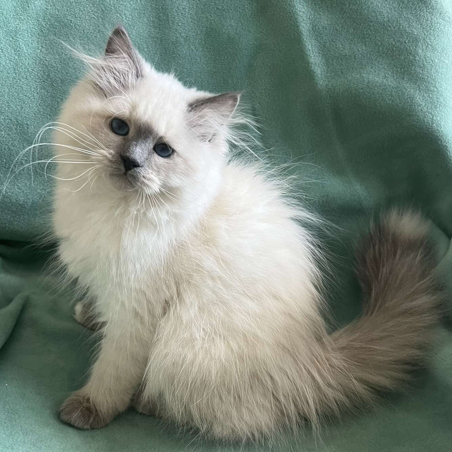 Sissy Siberian female, blue pointed with white