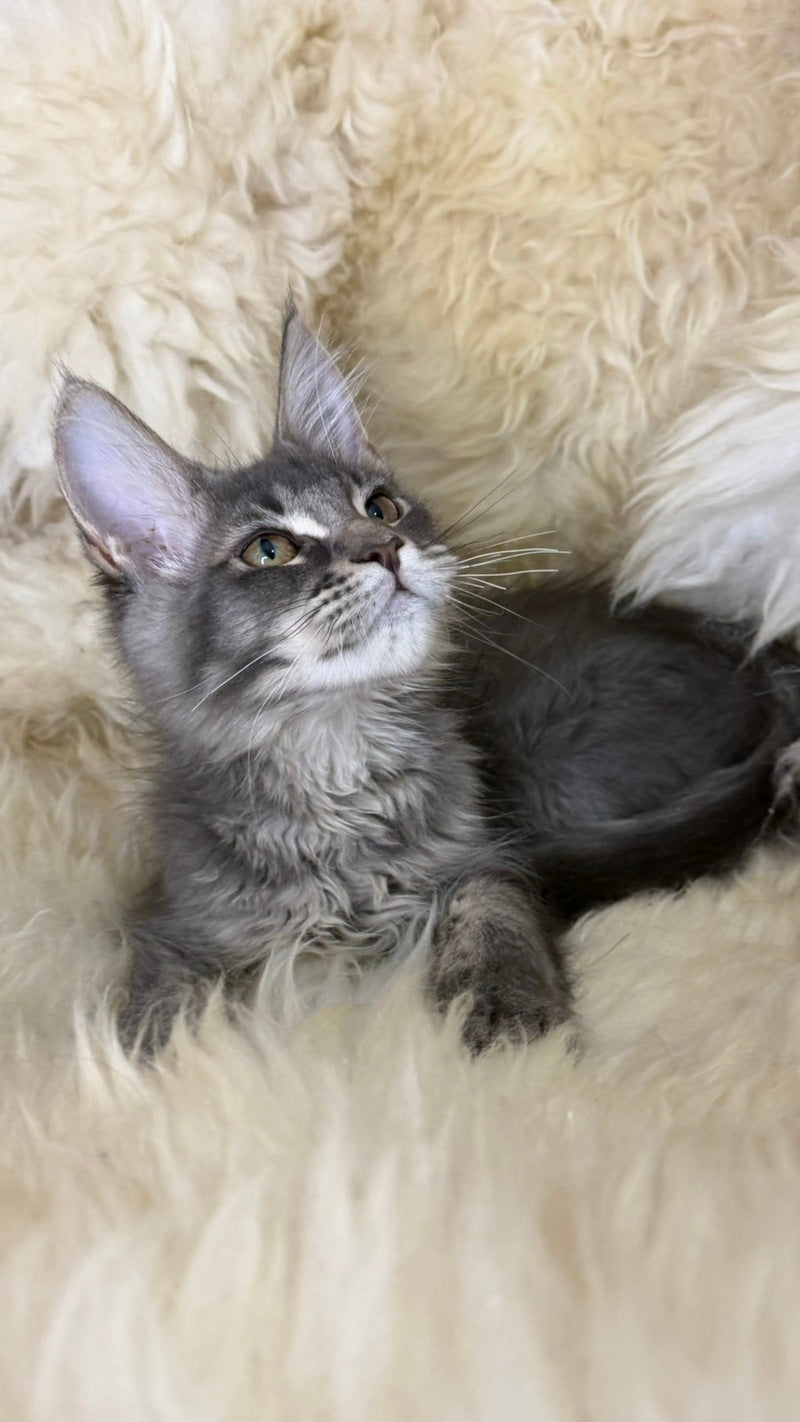 Quest Maine Coon male, blue ticked tabby
