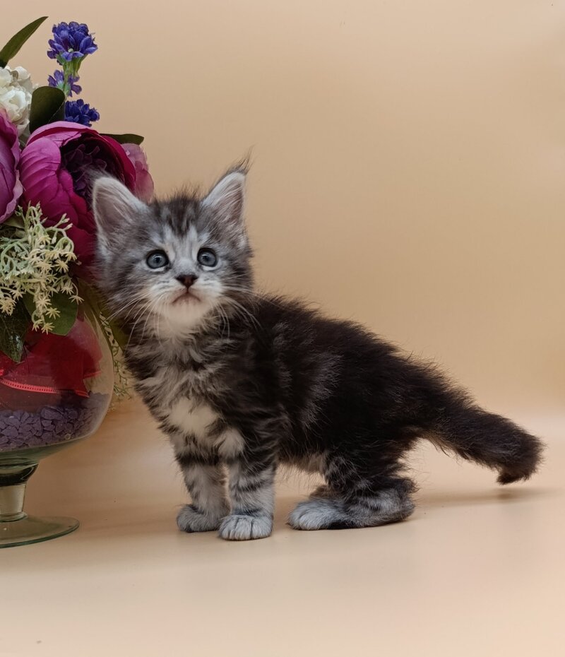 Danica Maine Coon female, black silver tabby