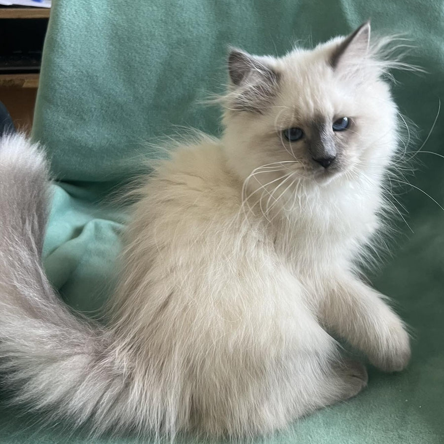 Sissy Siberian female, blue pointed with white