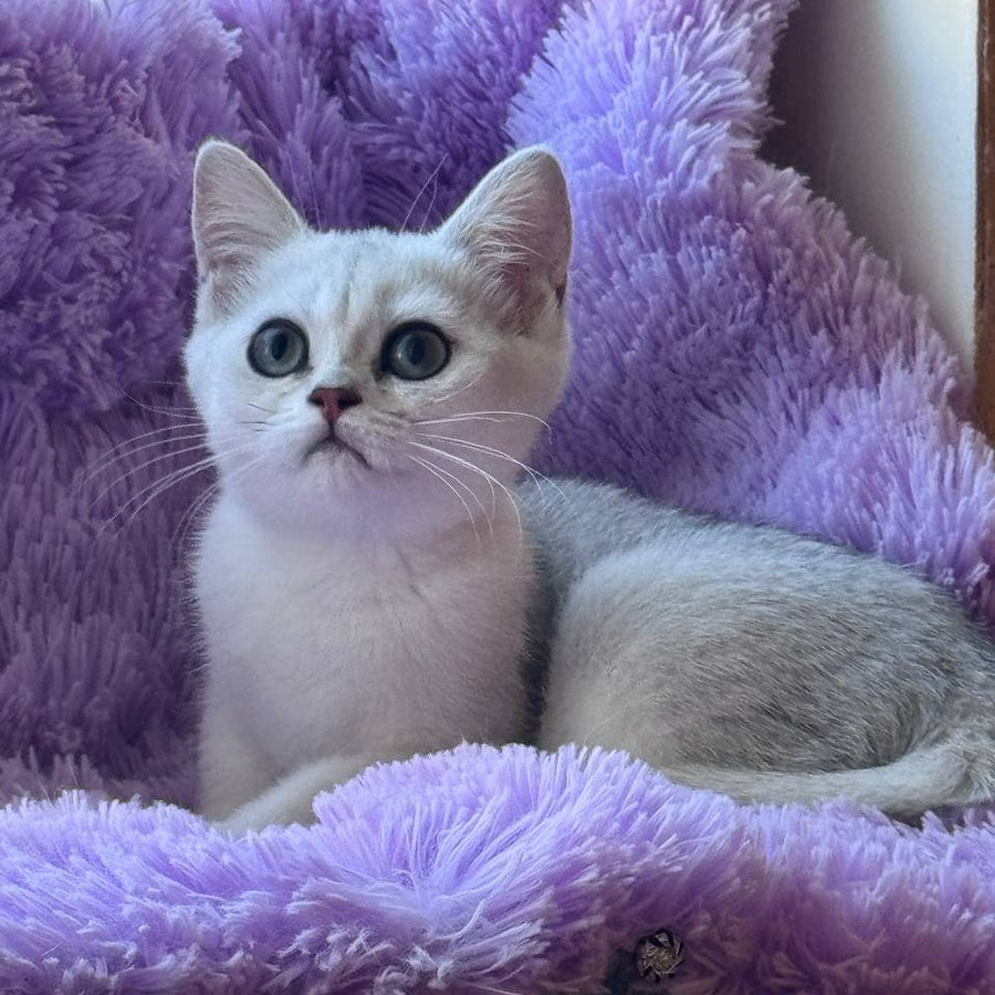 Sandra British Shorthair female, black silver shaded