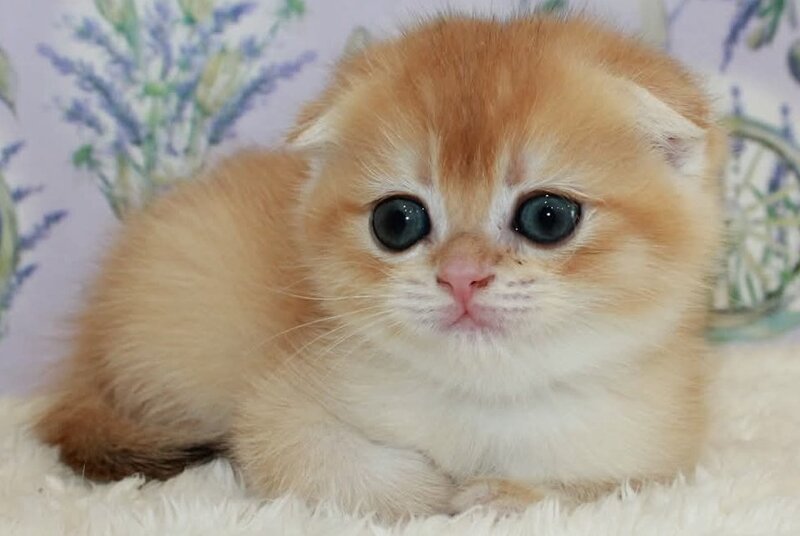 Joker Scottish Fold male, black golden chinchilla
