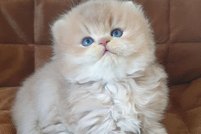 Oliver British Longhair male lilac golden chinchilla - live animals