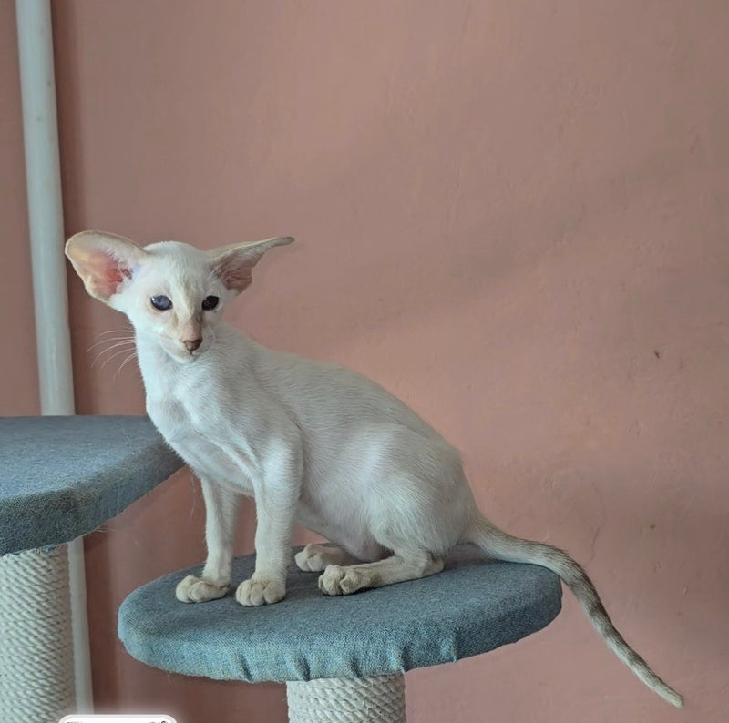 Martin Siamese male lilac - live animals
