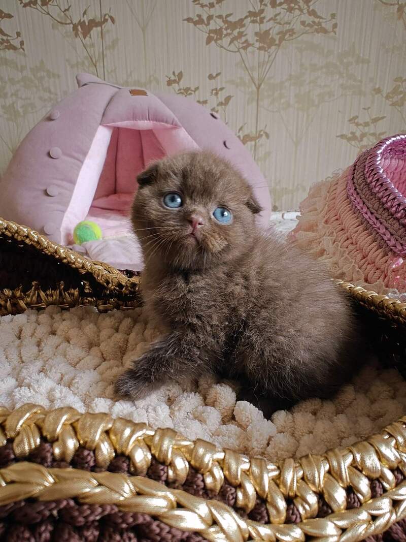 Unikum Scottish Fold male, chocolate