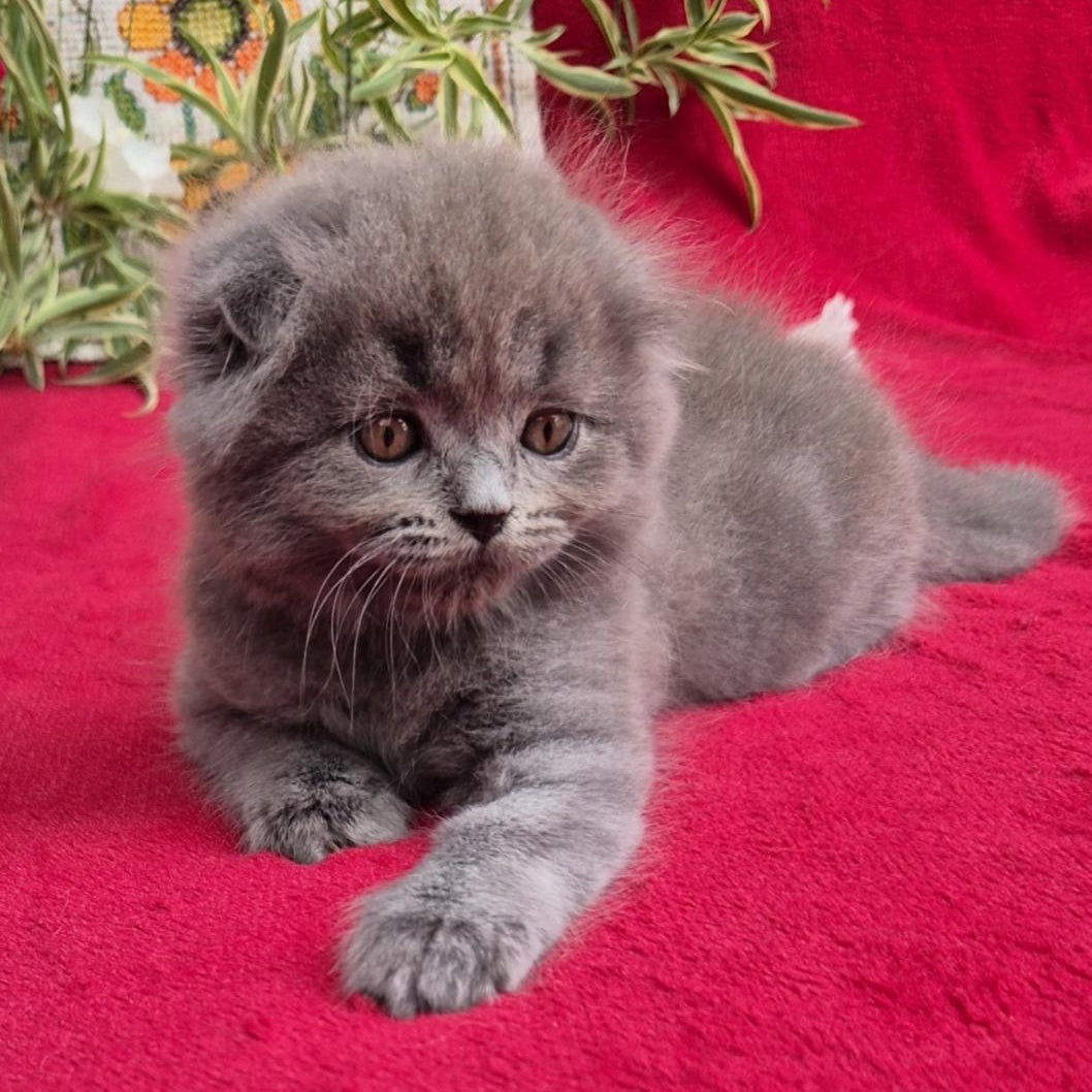 Max Scottish Fold male, blue