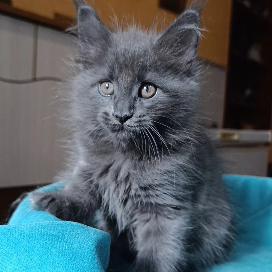 Quasar Maine Coon male, blue