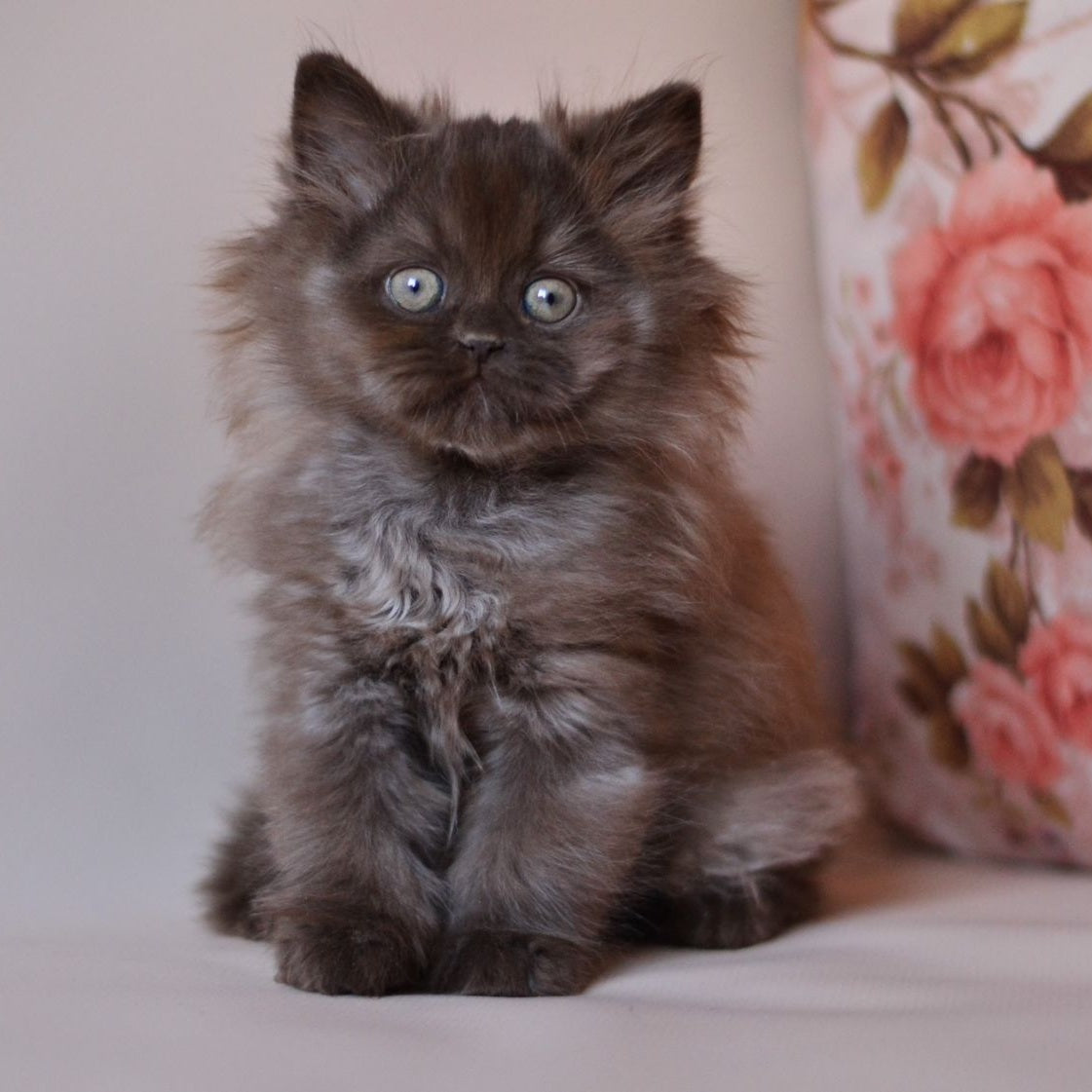 Maybach British Longhair male, chocolate